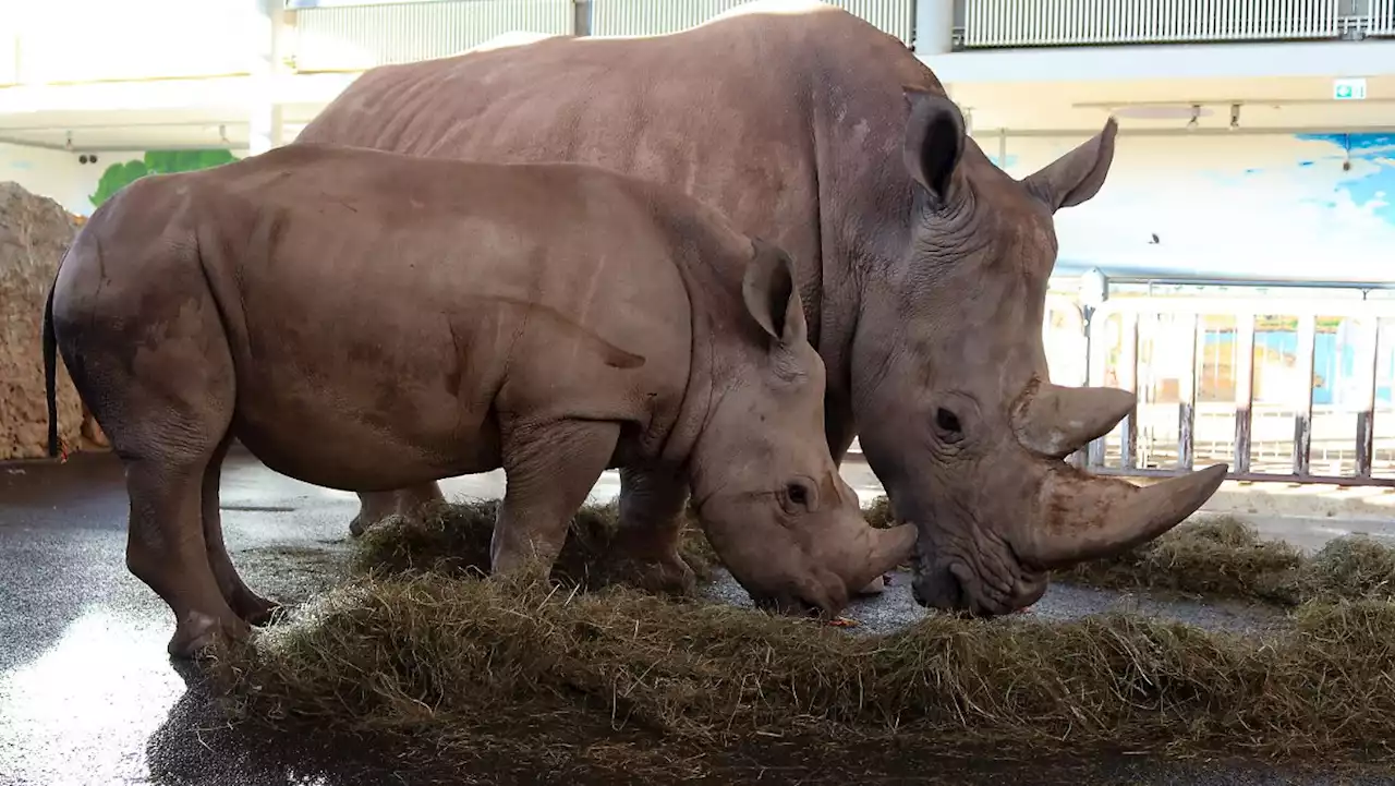 Mysteriöses Nashorn-Sterben in Zoo setzt sich fort