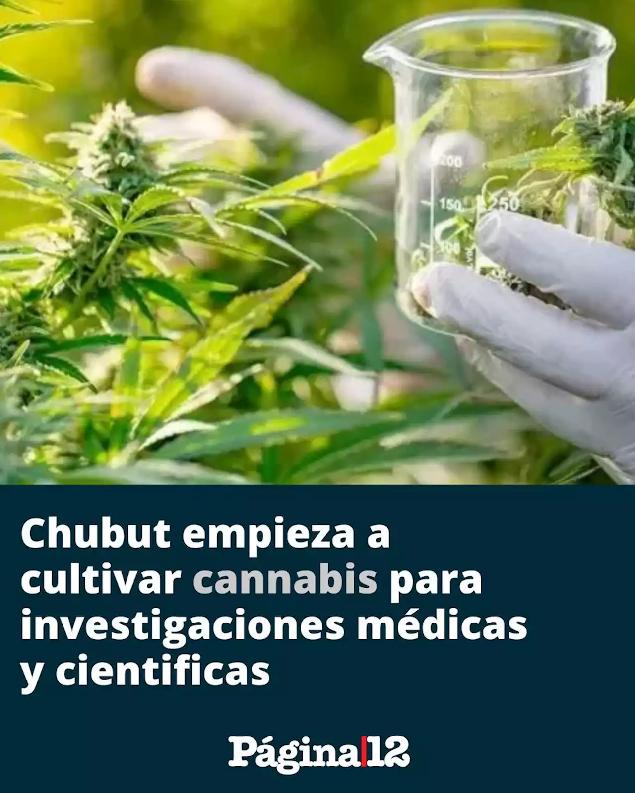 Chubut comienza a cultivar cannabis para investigaciones médicas y científicas