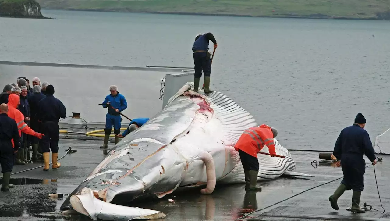 L'Islanda vieterà la caccia alle balene dal 2024