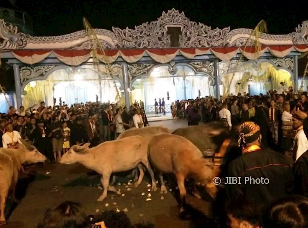 Kerbau Bule Keraton Solo Ternyata Hadiah Seorang Kiai dari Ponorogo