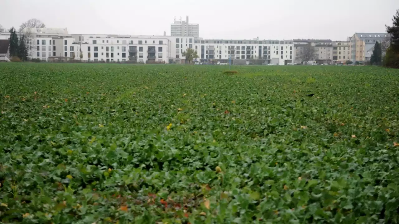 München: Ärger um Ramersdorfer Erdbeerfeld