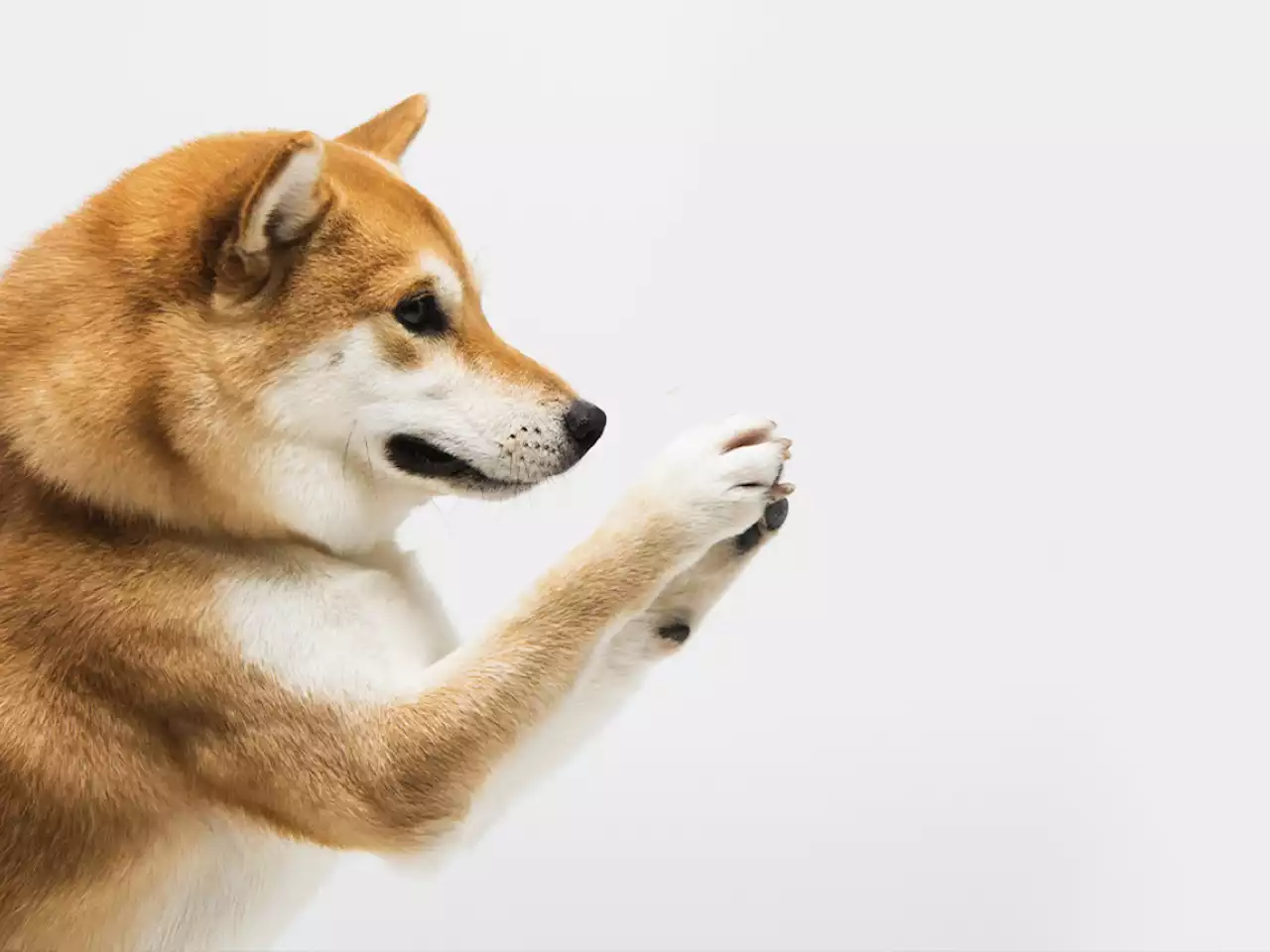 Shiba Inu Lead Dev Promises a Big Deal Incoming for SHIB Community After Welly's