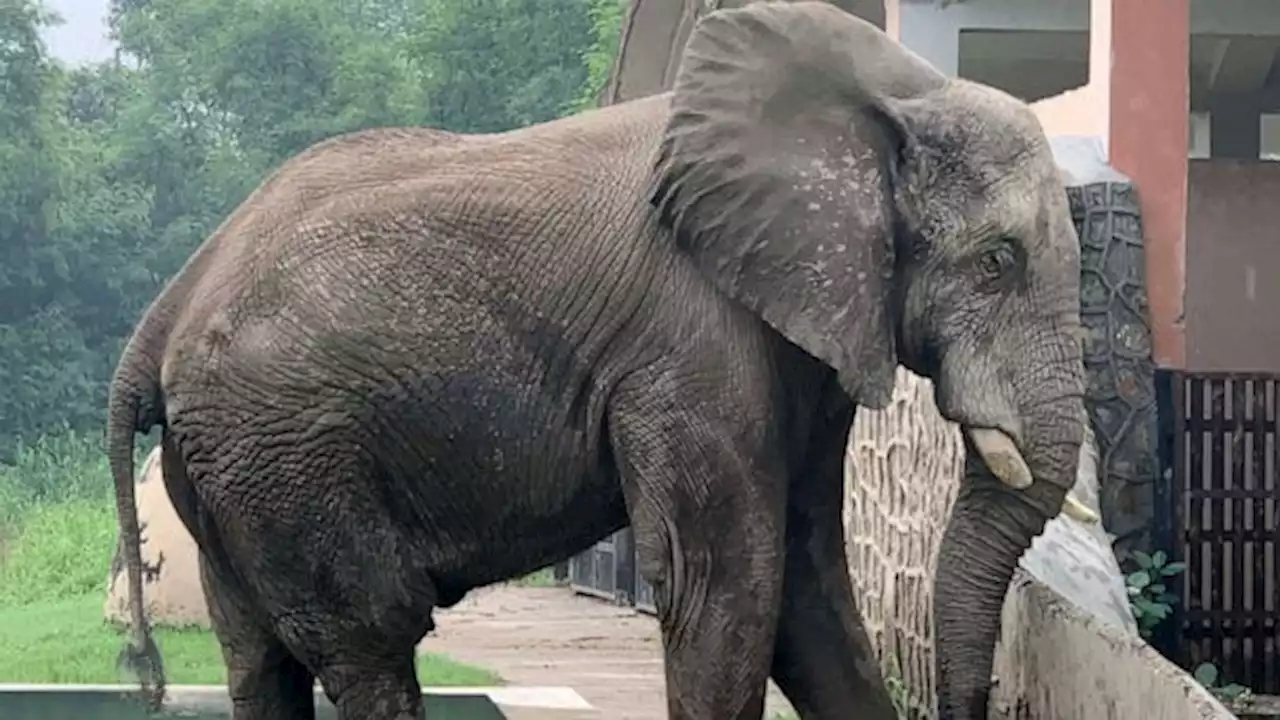 A teenager's plea to send a lonely elephant back home to Africa after 24 years