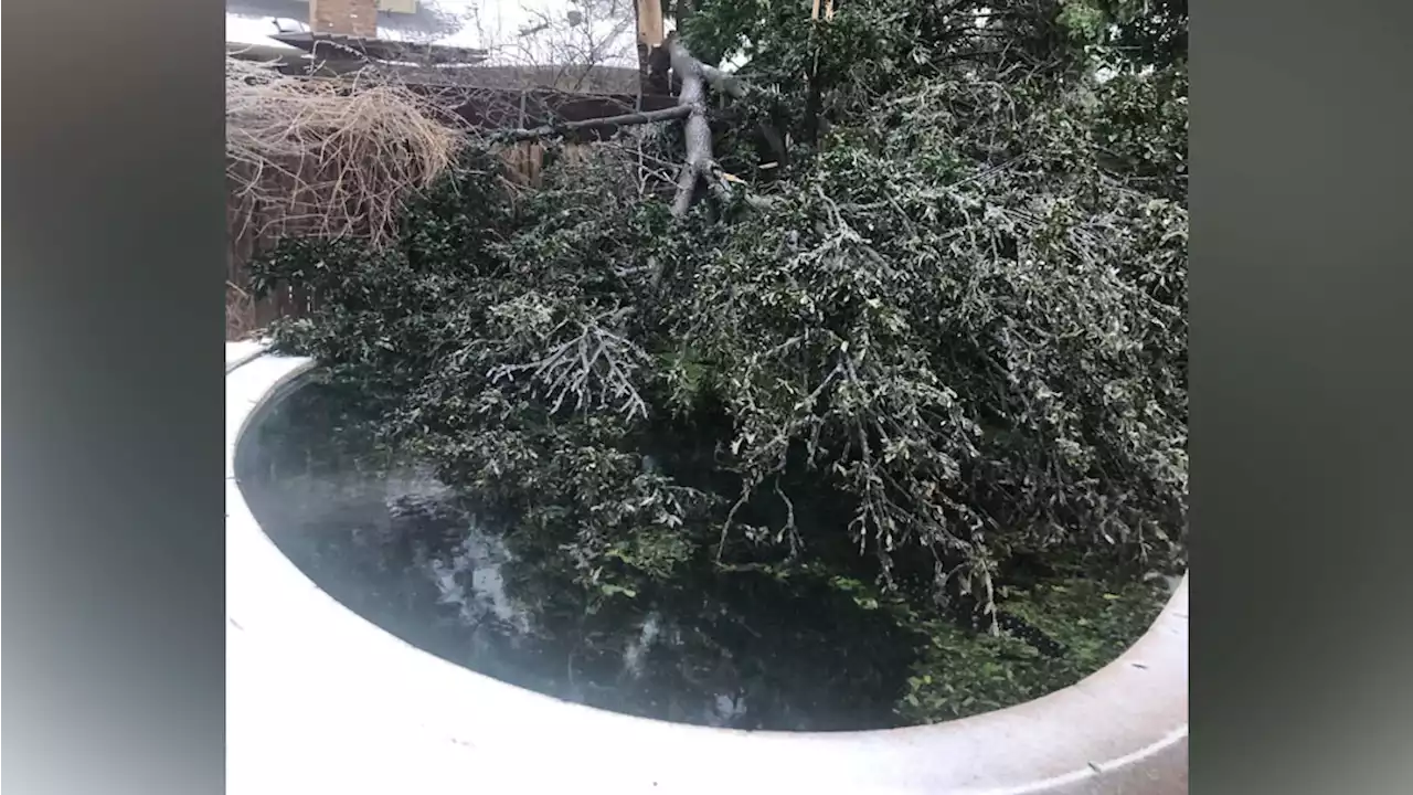 Cleanup Underway In Plano After Trees Come Down In Winter Storm