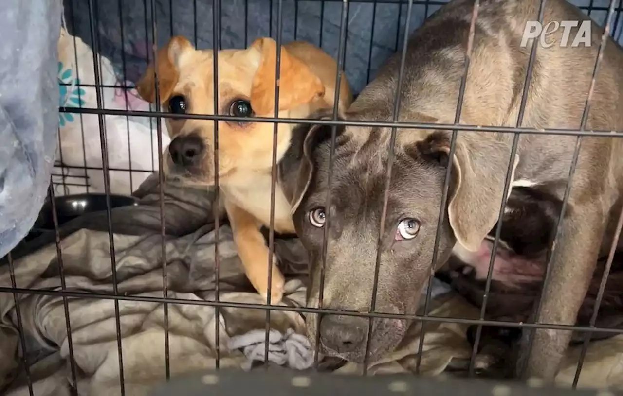 2 dogs found in crate during freezing weather looking for forever home together