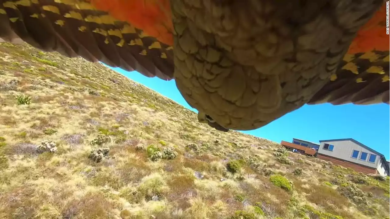 A New Zealand parrot stole a GoPro and filmed its getaway