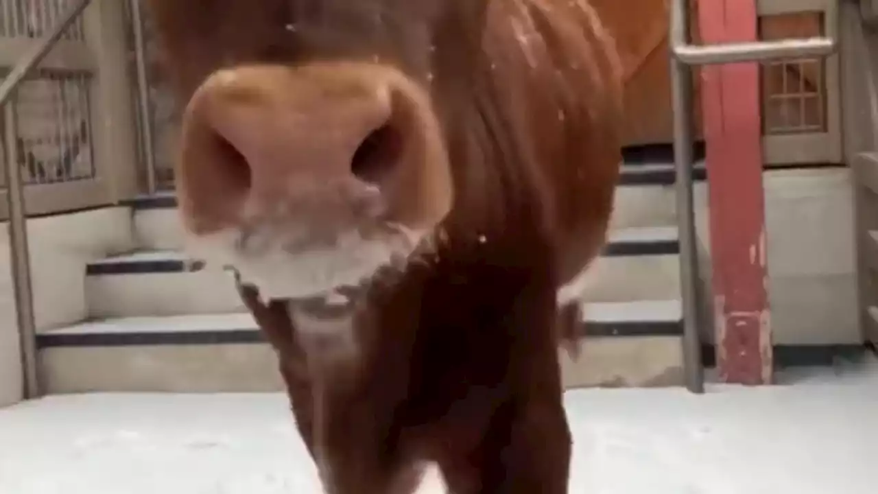 Video: Longhorn calf at Fort Worth Zoo enjoys the snow