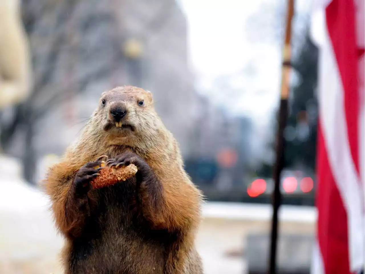 'La paura ci schiaccia? Imitiamo le marmotte'