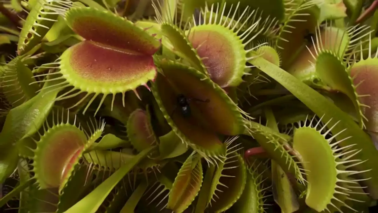 Here's the fascinating biology of the carnivore Venus flytrap