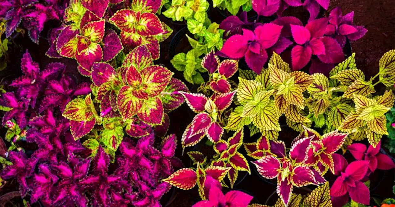 Time To Plan Your 2022 Garden — And This Vivid Plant Deserves A Spot