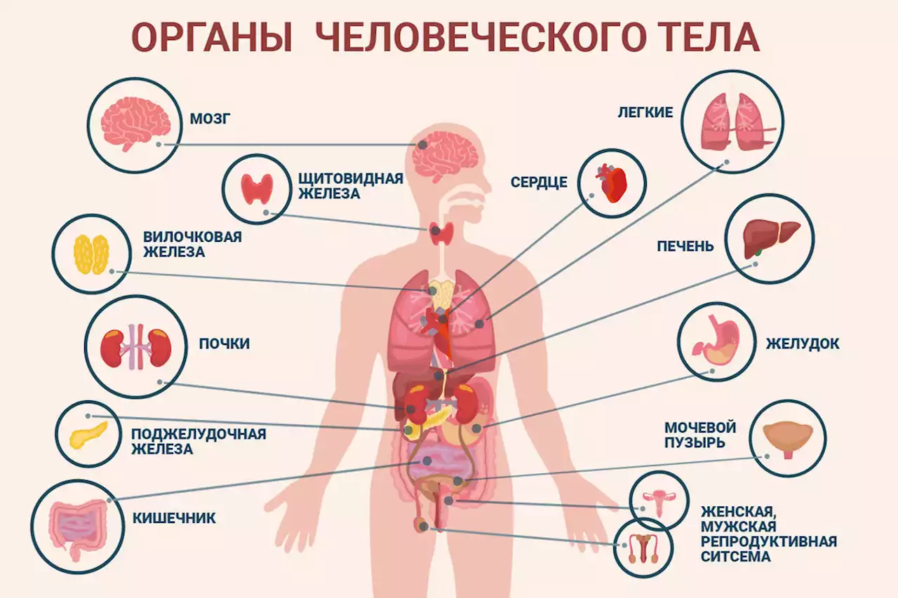 Лимфа, сердце, селезенка: что чаще страдает от коронавируса после легких