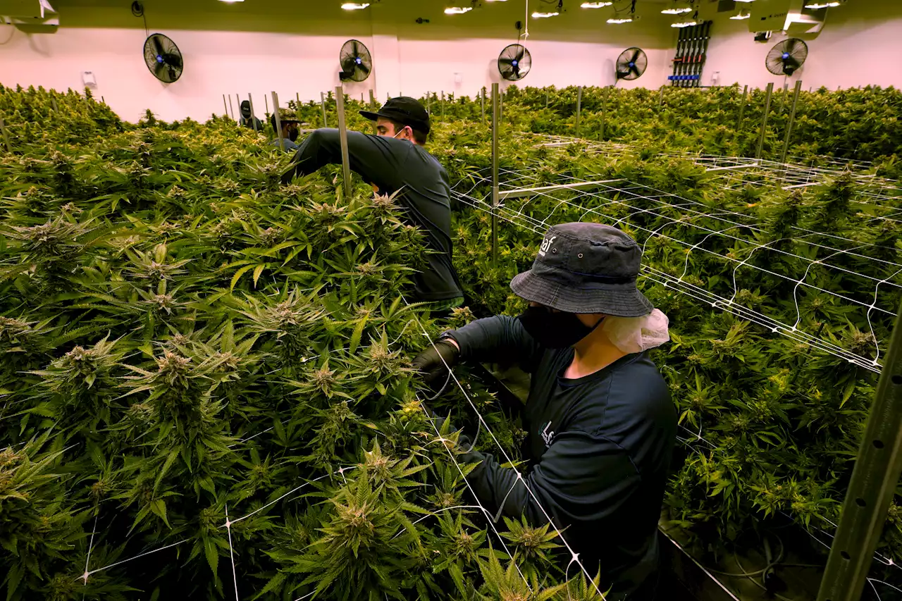 The risky financial deals that shook up one of America's most promising weed companies