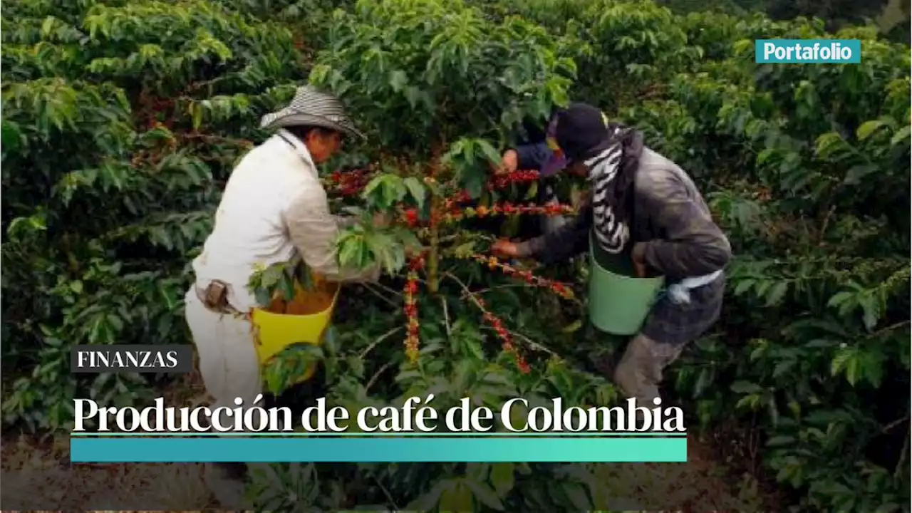 Las razones por las que producción de café cayó un 20 % en enero