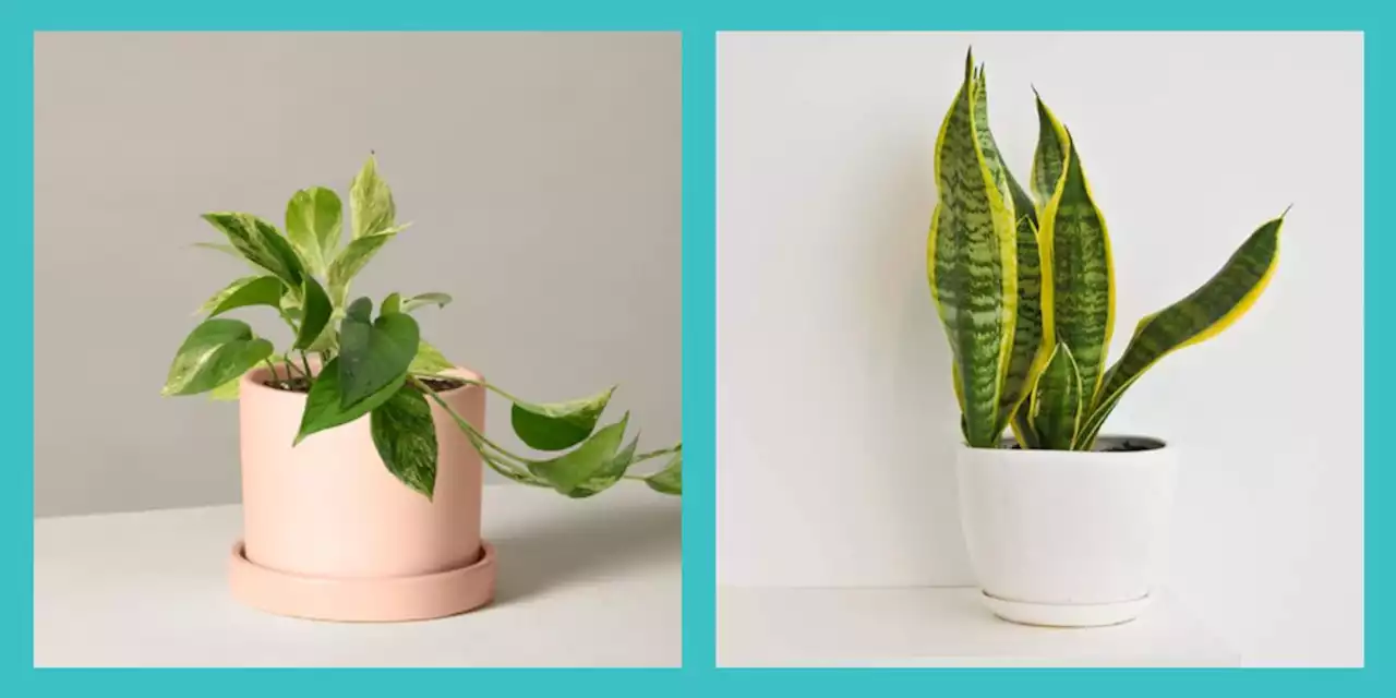 30 Best Indoor Plants That You Absolutely Won\u2019t Kill