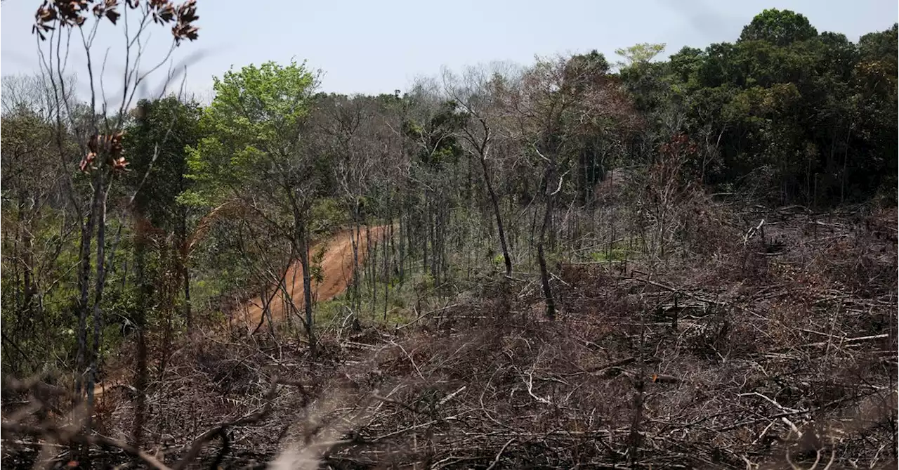 Fires in Colombia's Amazon spark alarm over deforestation