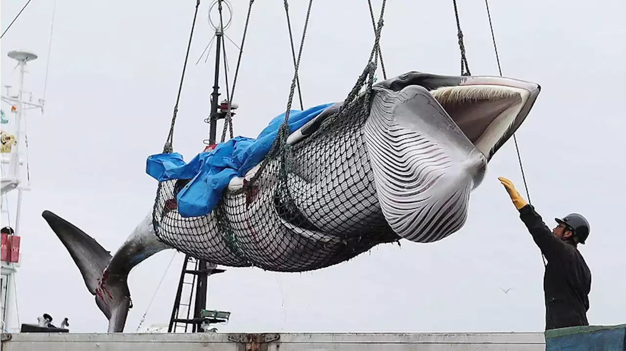 Era of commercial whaling to draw to a close in Iceland