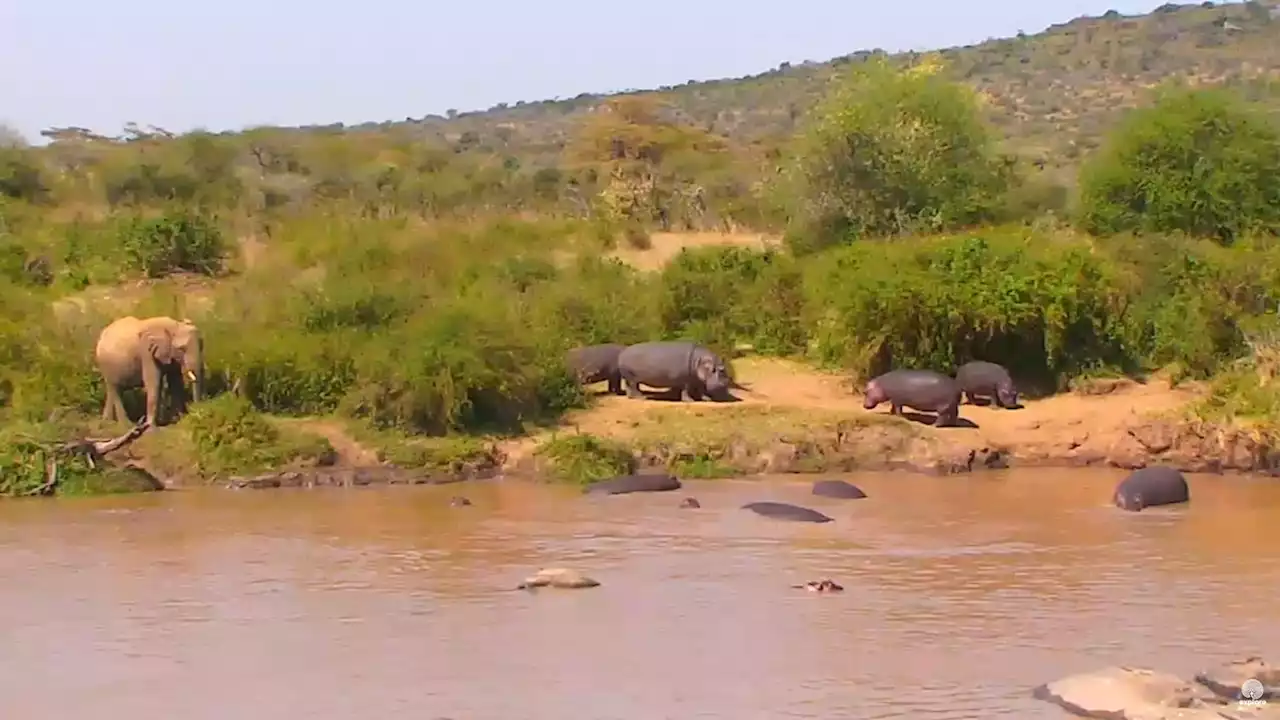 Hippos Use Vocal Recognition to Manage Inter-Group Relationships: Study | Sci-News.com