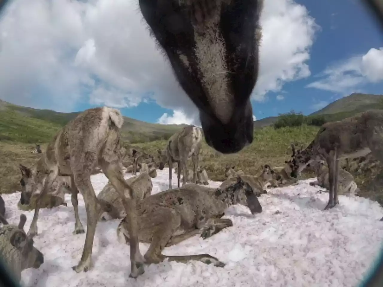 Caribou cams give scientists new insight into the world of the Fortymile herd