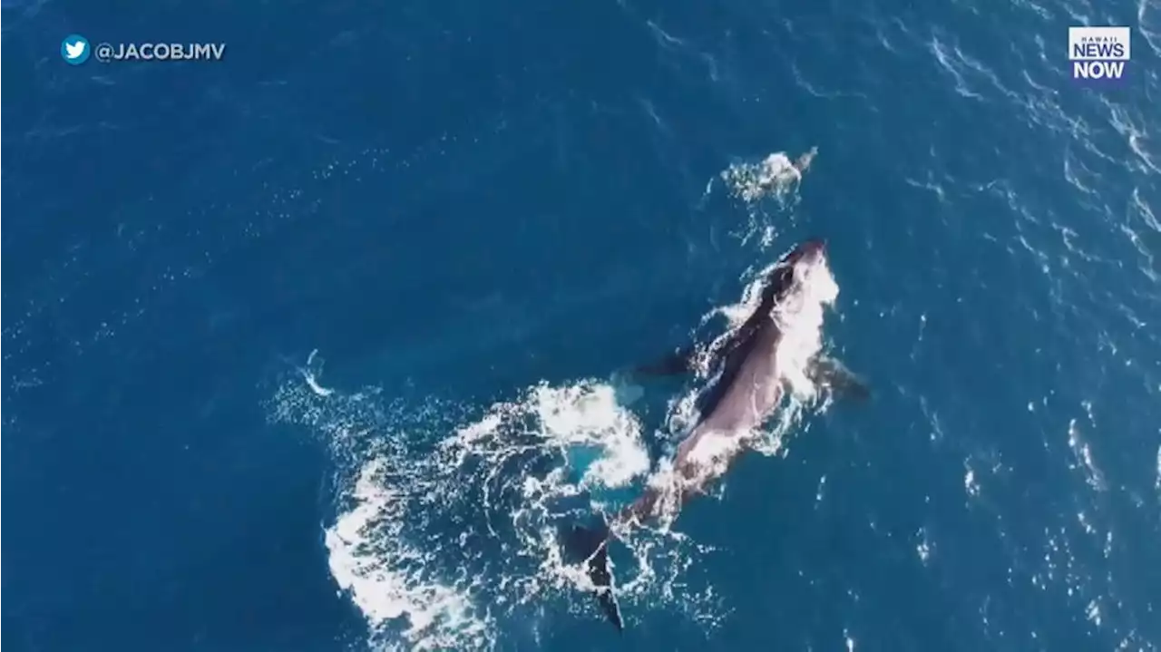 Video captures ‘magic moment’ of humpback whale, dolphin dancing