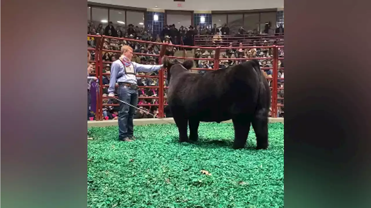 Fort Worth Stock Show & Rodeo Grand Champion Steer 'Steve' Fetches Record $310K