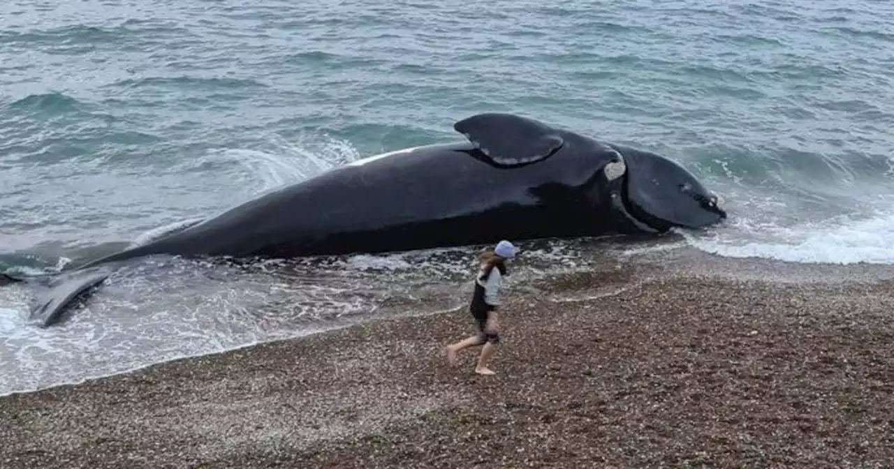 La muerte de ballenas fue la mayor en 20 años y la mayoría son hembras reproductivas