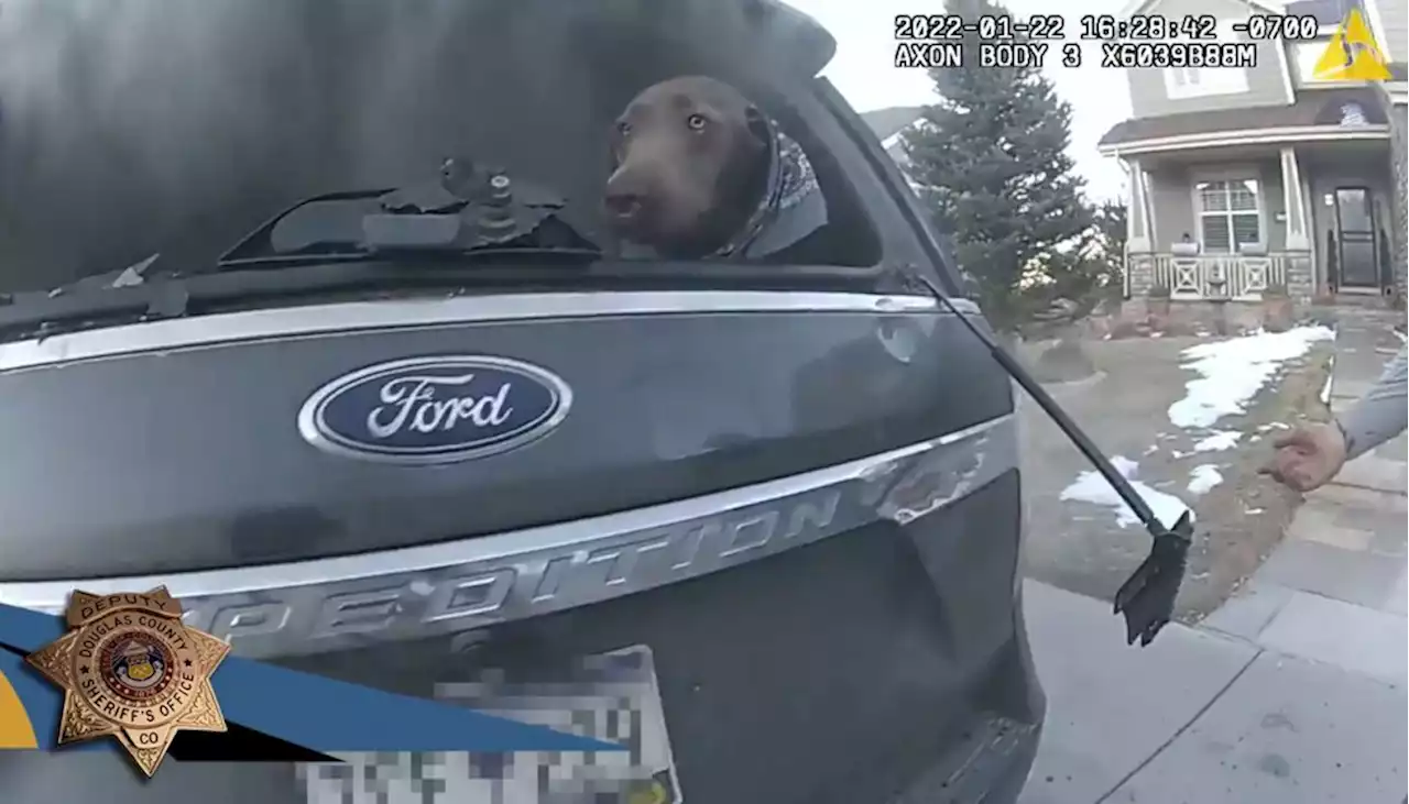 WATCH: Colorado deputy rescues dog from burning vehicle