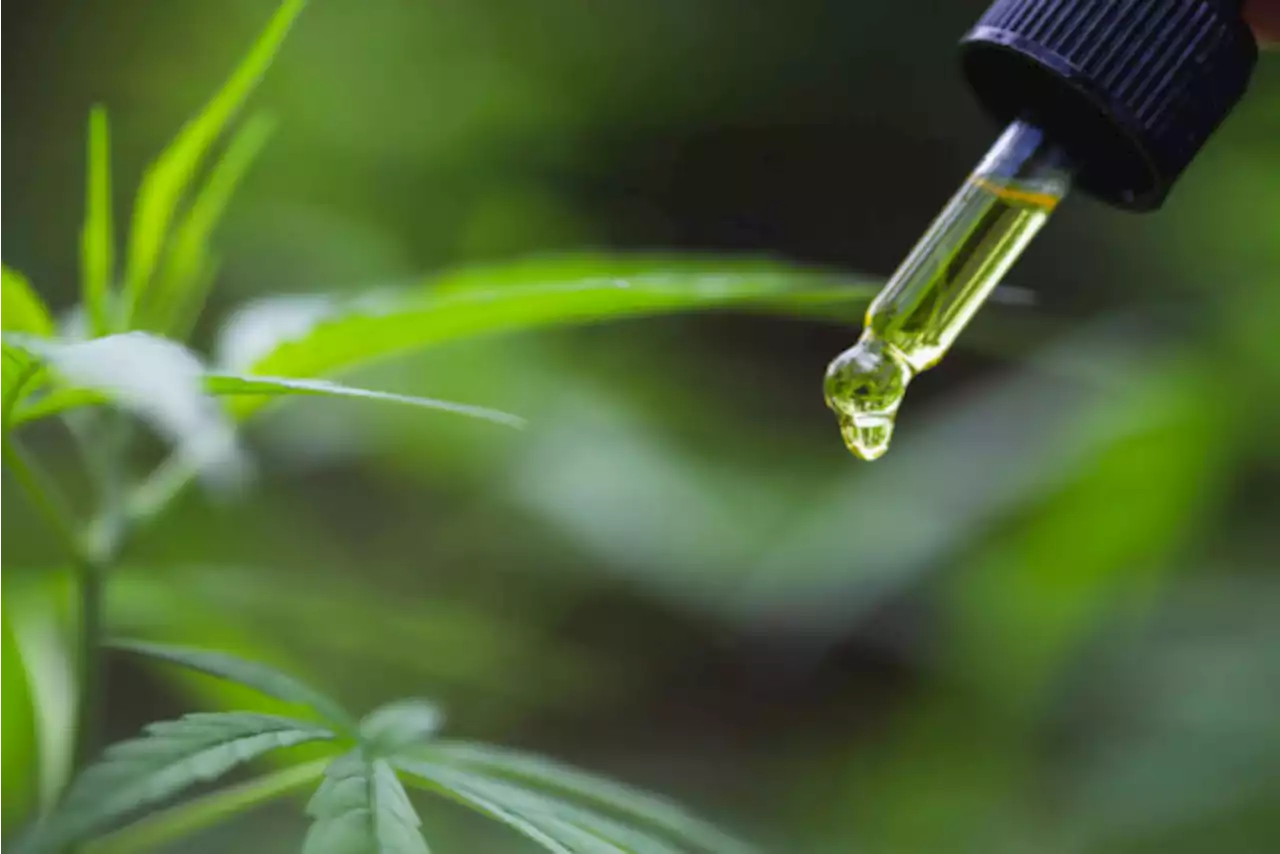 Can Cannabinoids Unlock a Better Understanding of Our Bodies and Brains?