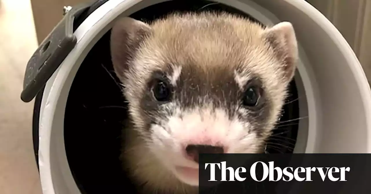 Wanted: virile but gentle mate for the world’s first cloned black-footed ferret