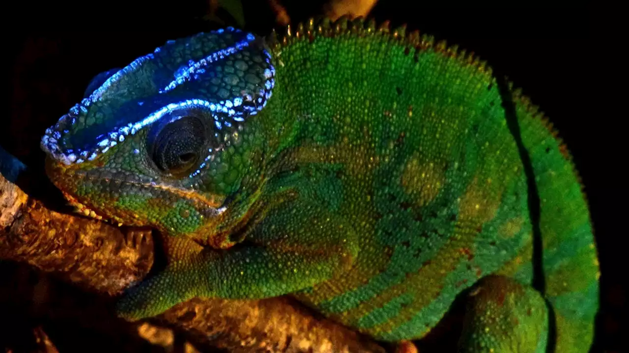 Chameleon Bones Glow in the Dark, Even Through Skin