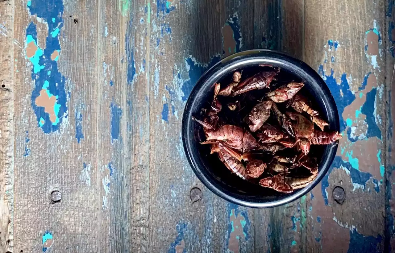 You should start eating bugs. Here’s how.