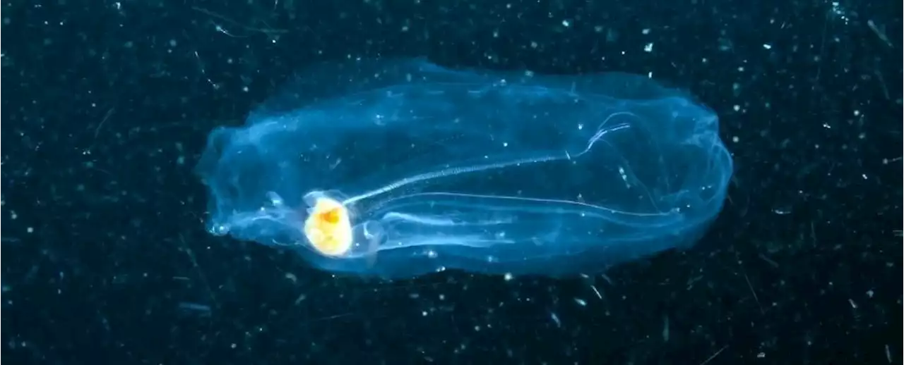 DNA Shed by Deep-Sea Organisms Reveals a Dark Abyss Teeming With Tiny Life Forms