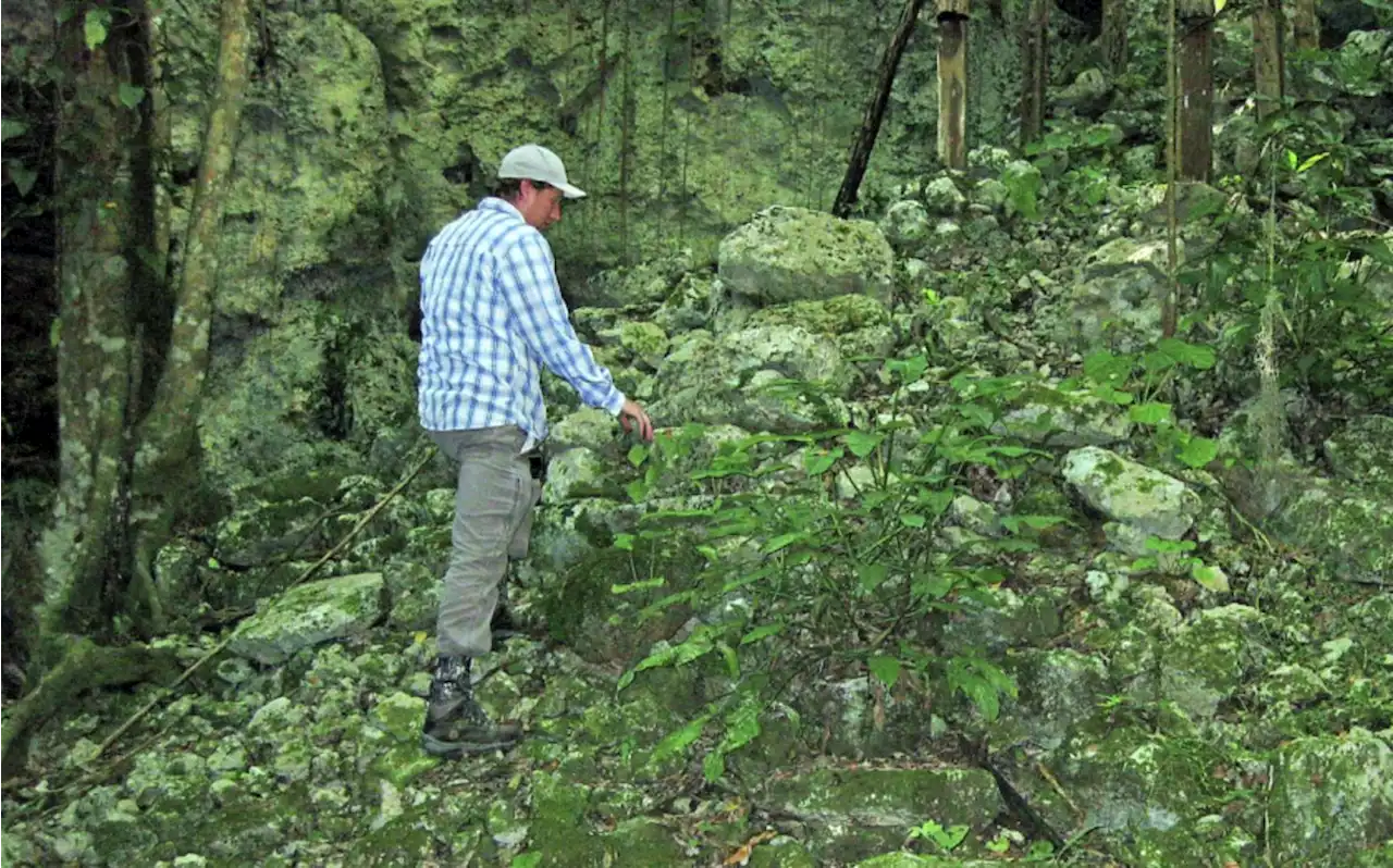 Ancient Maya Tended Sacred Groves of Cacao Trees in Humid Microclimates of Karst Sinkholes | Sci-News.com