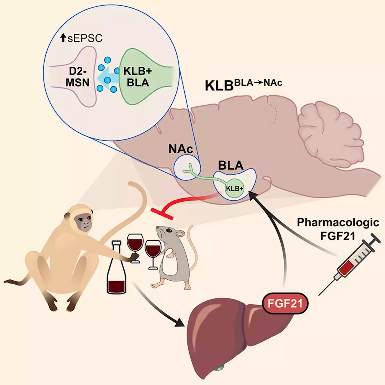 Hormone Treatment Suppresses Alcohol Consumption in Non-Human Primates | Sci-News.com