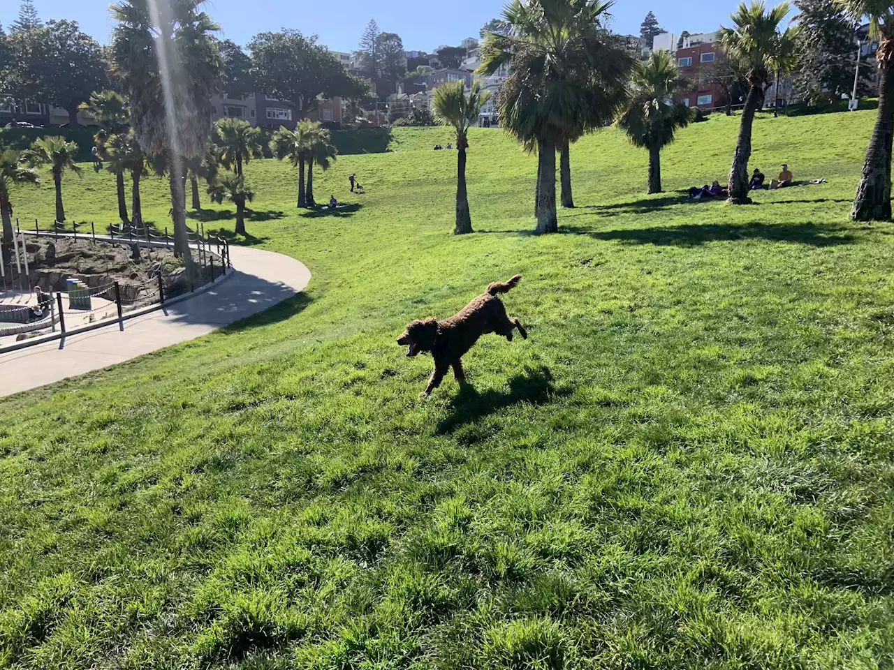 Record temperatures, as high as 80, in SF Bay Area forecast