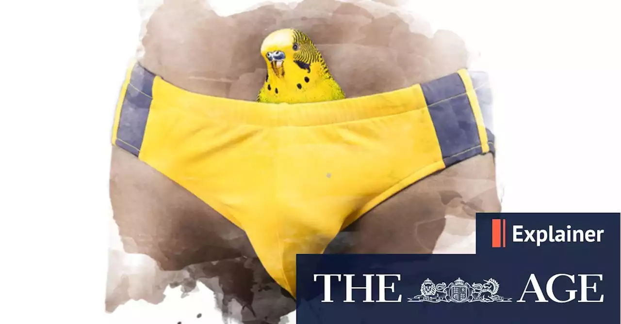 Where did budgie smugglers come from and why are they so popular?