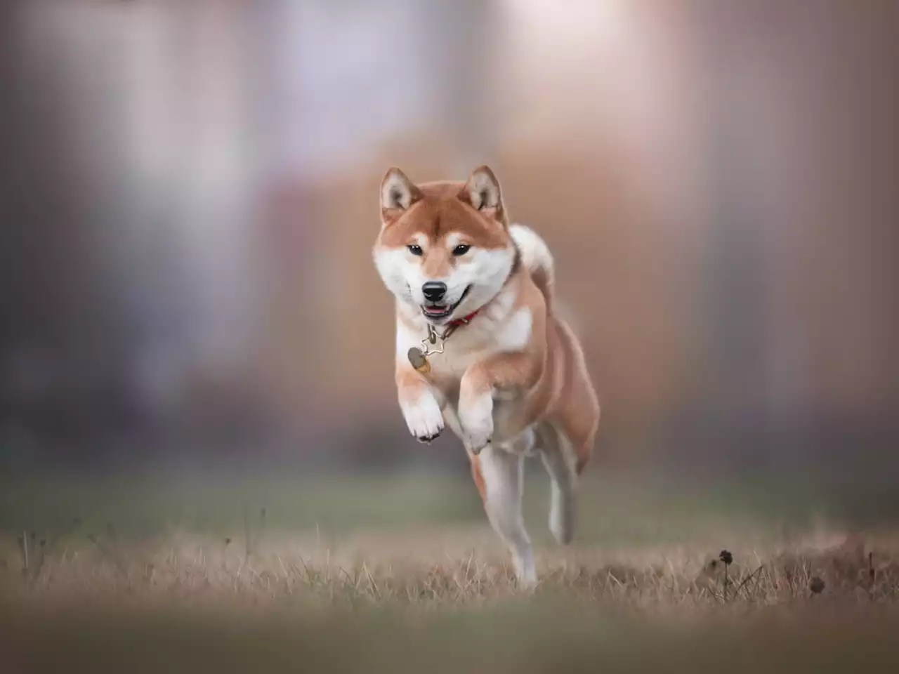 Public Testnet of Shiba Inu’s Layer 2 Solution to Launch 'Very Soon'