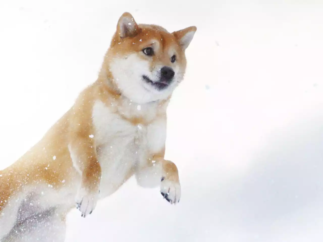 Shiba Inu Whales Control 26% of Total Supply of Token: Here's How It Might Be Bullish