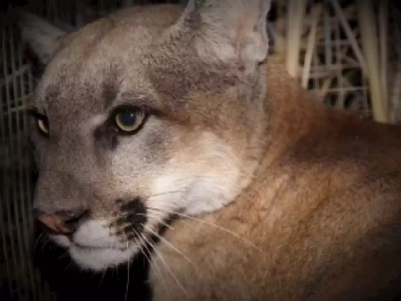 AG Bonta: Woodside 'Not Exempt' from Housing Law After Declaring Whole Town a Mountain Lion Sanctuary