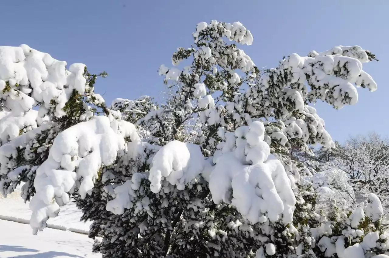 Why snow can be good for your lawn and garden