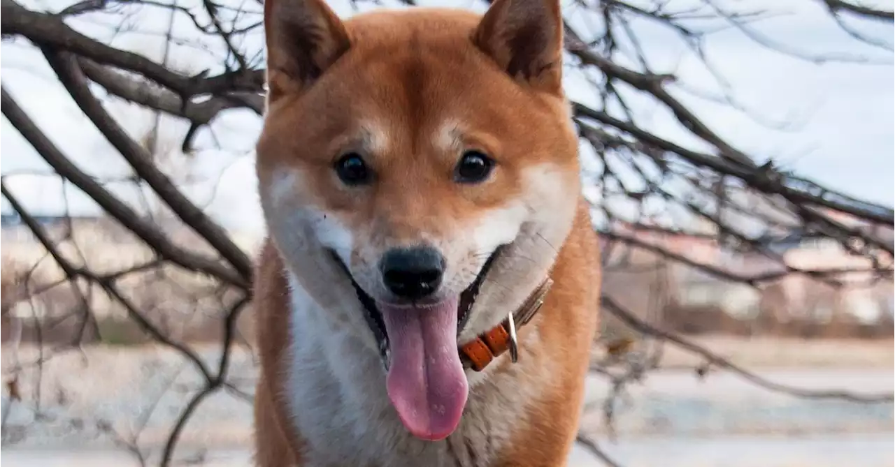 Shiba Inu's SHIB Rockets 26%, Leads Memecoin Gains