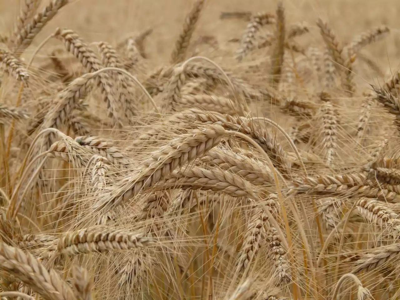 Scoppia la 'guerra del grano': quanto ci costeranno pane e pasta