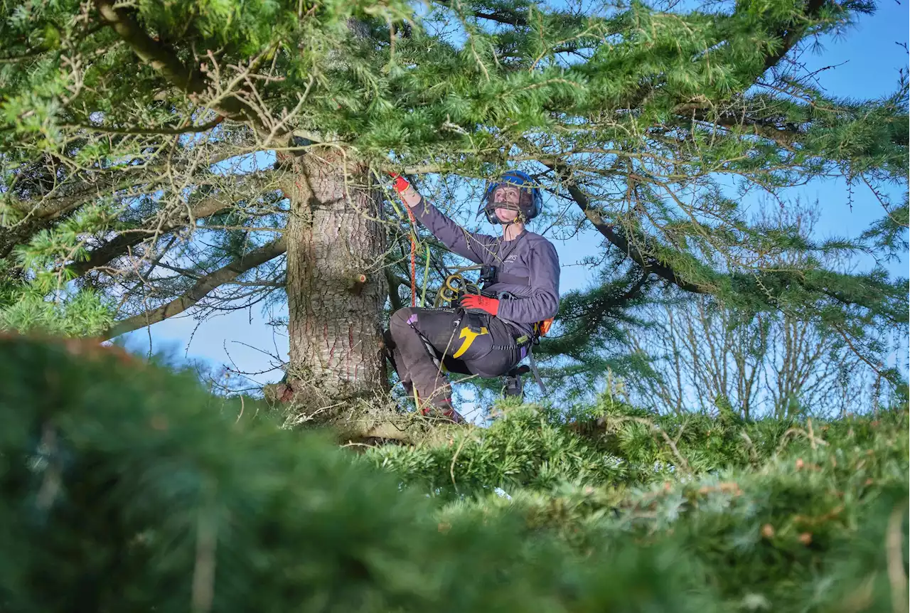 Royal Horticultural Society\u2019s second female arborist hopes to inspire others