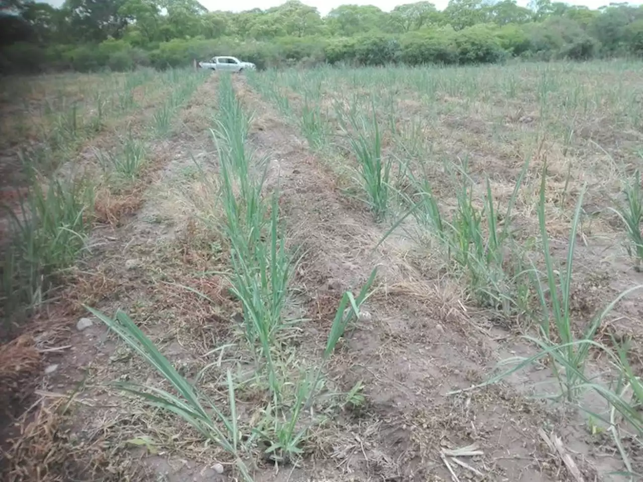 La sequía ya les costó $1500 millones a los productores de caña de azúcar