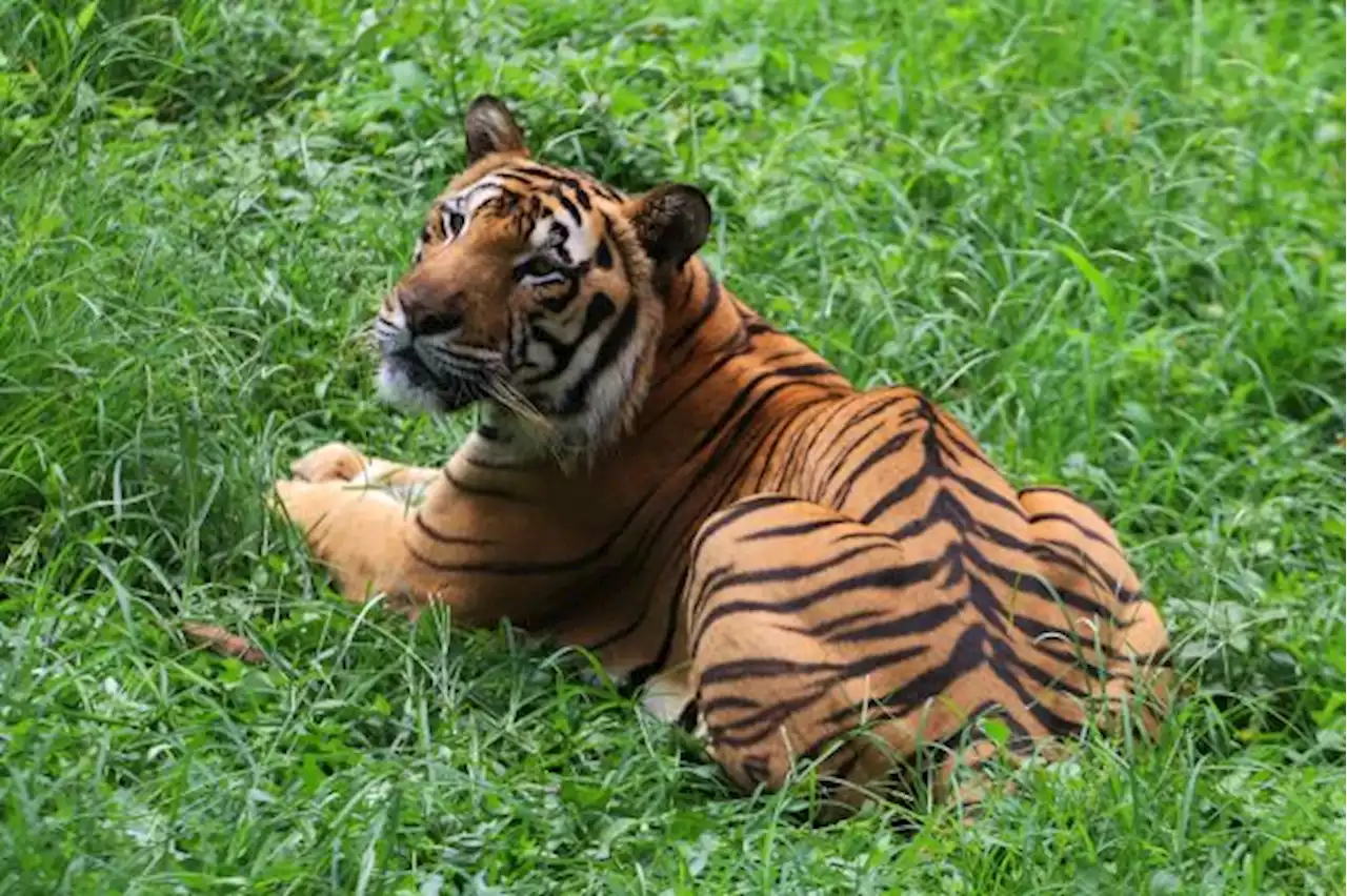 Pekerja HTI di Riau Tewas Diterkam Harimau