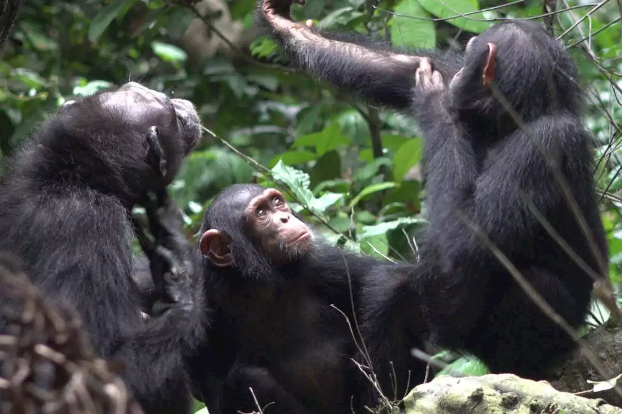 Chimpanzees spotted apparently using insects to treat their wounds