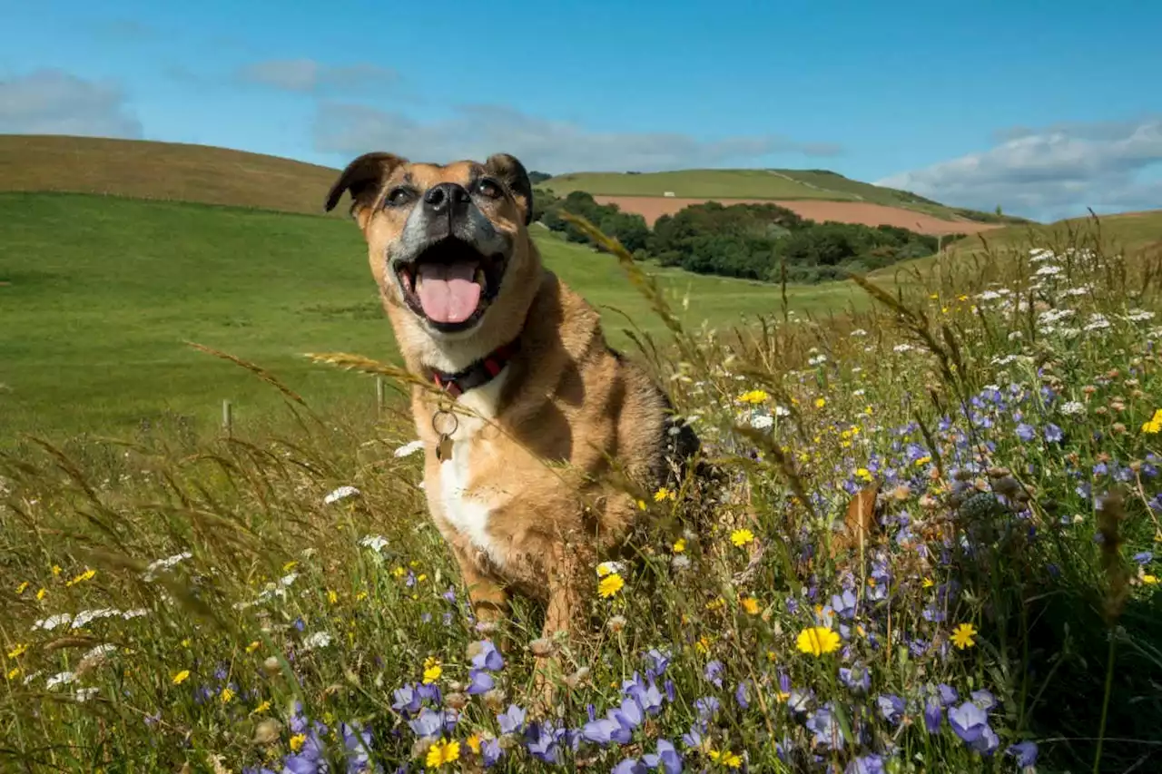 Dog waste may harm nature reserve biodiversity by fertilising the soil