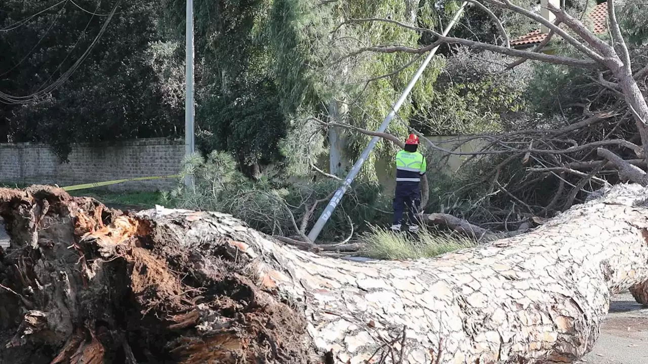 Coldiretti: 54mila emergenze per alberi pericolosi nel 2021