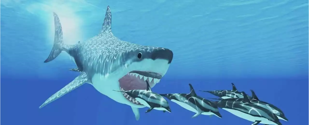 It's Official: New Study Shows We Have No Idea What Megalodon Really Looked Like