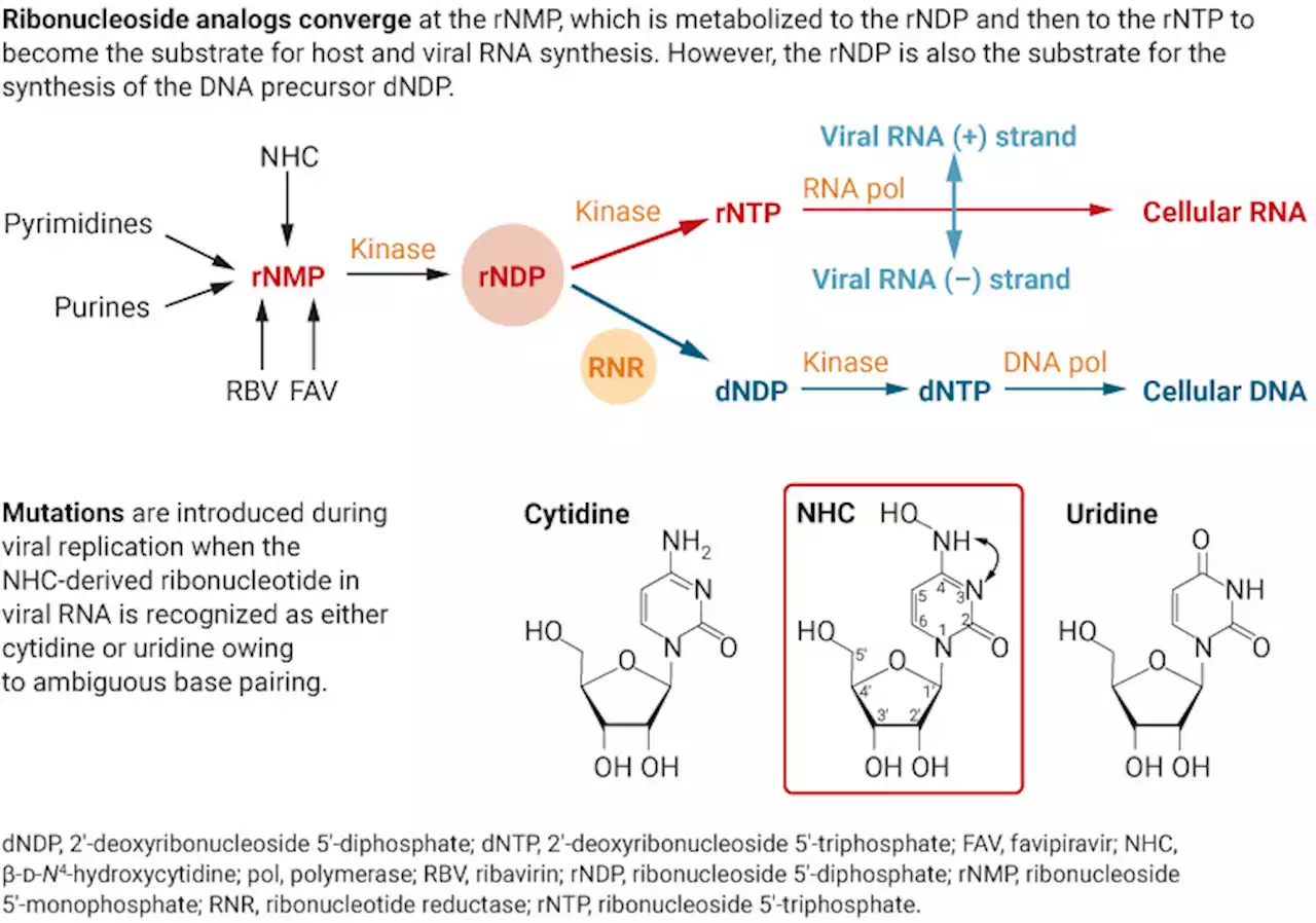 Lethal mutagenesis as an antiviral strategy