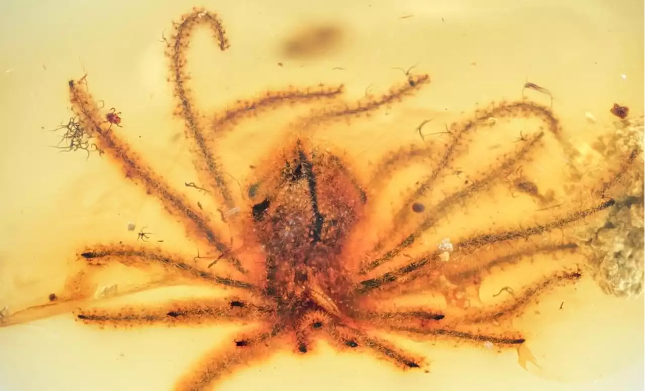 Two New Flower Species Found Preserved in Burmese Amber | Sci-News.com